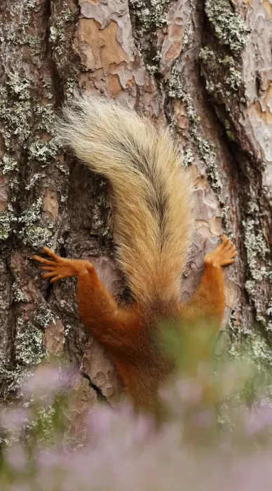 Framed Print : Red squirrel (Sciurus vulgaris) climbing down Scots pine tree, just tail visible Framed Print : Red squirrel (Sciurus vulgaris) climbing down Scots pine tree, just tail visible