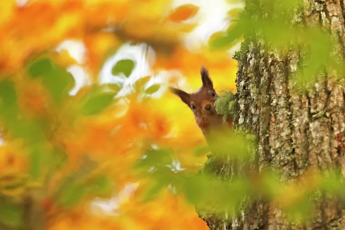 Framed Print : Red squirrel (Sciurus vulgaris) climbing tree trunk with autumn leaves, Highlands, Scotland, October 2015 Framed Print : Red squirrel (Sciurus vulgaris) climbing tree trunk with autumn leaves, Highlands, Scotland, October 2015