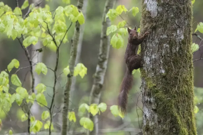 Framed Print : Red squirrel (Sciurus vulgaris) climbing tree trunk in forest, Vosges, France, May Framed Print : Red squirrel (Sciurus vulgaris) climbing tree trunk in forest, Vosges, France, May