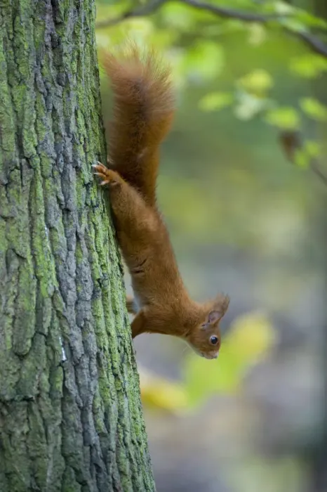 Framed Print : Red squirrel (Sciurus vulgaris) climbing down tree trunk in woodland, France Framed Print : Red squirrel (Sciurus vulgaris) climbing down tree trunk in woodland, France