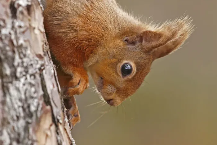 Framed Print : Red squirrel (Sciurus vulgaris) close-up climbing down tree, Cairngorms National Park Framed Print : Red squirrel (Sciurus vulgaris) close-up climbing down tree, Cairngorms National Park