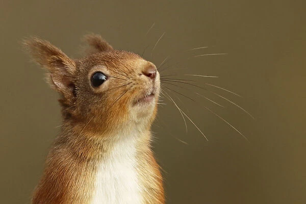 Red Squirrel (Sciurus vulgaris) close-up portrait of red squirrel sniffing
