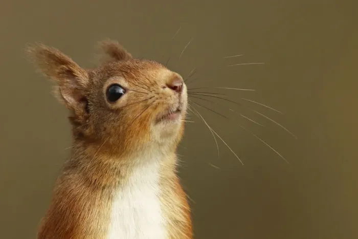 Framed Print : Red Squirrel (Sciurus vulgaris) close-up portrait of red squirrel sniffing