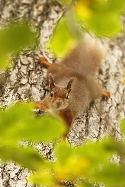Red squirrel (Sciurus vulgaris) descending trunk of Oak tree, Cairngorms National Park