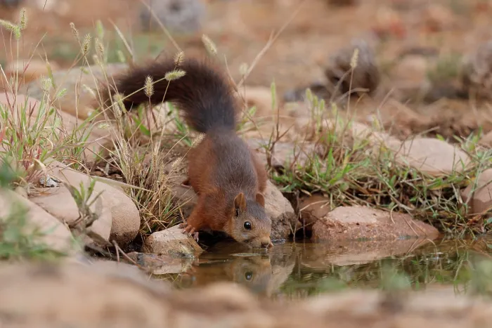 Framed Print : Red squirrel (Sciurus vulgaris) drinking at pool, La Rioja, Spain. August Framed Print : Red squirrel (Sciurus vulgaris) drinking at pool, La Rioja, Spain. August