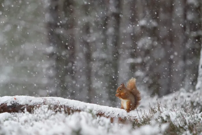 Framed Print : Red Squirrel (Sciurus vulgaris) feeding in heavy snowfall. Glenfeshie, Scotland, January Framed Print : Red Squirrel (Sciurus vulgaris) feeding in heavy snowfall. Glenfeshie, Scotland, January