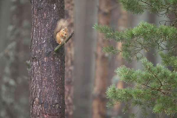 Red squirrel (Sciurus vulgaris) feeding in Scots pine tree, Cairngorms National Park