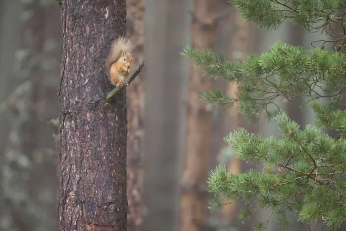 Framed Print : Red squirrel (Sciurus vulgaris) feeding in Scots pine tree, Cairngorms National Park Framed Print : Red squirrel (Sciurus vulgaris) feeding in Scots pine tree, Cairngorms National Park
