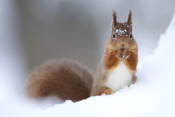 Red Squirrel (Sciurus vulgaris) feeding in snow. Scotland, UK, December