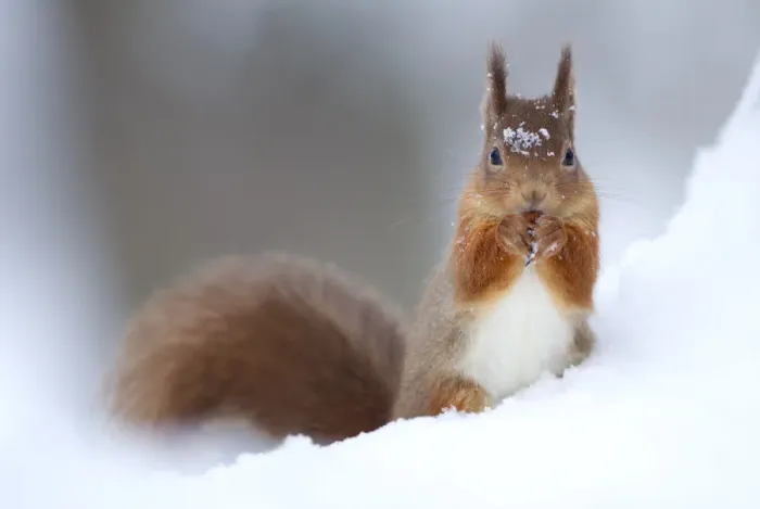 Framed Print : Red Squirrel (Sciurus vulgaris) feeding in snow. Scotland, UK, December
