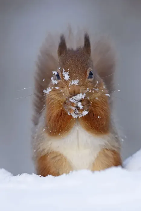 Framed Print : Red squirrel (sciurus vulgaris) feeding in snow, Cairngorms National Park, Highlands Framed Print : Red squirrel (sciurus vulgaris) feeding in snow, Cairngorms National Park, Highlands