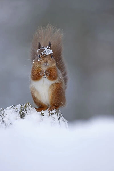 Red squirrel (sciurus vulgaris) feeding in snow, Cairngorms National Park, Highlands