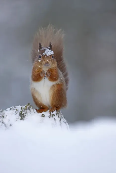 Framed Print : Red squirrel (sciurus vulgaris) feeding in snow, Cairngorms National Park, Highlands