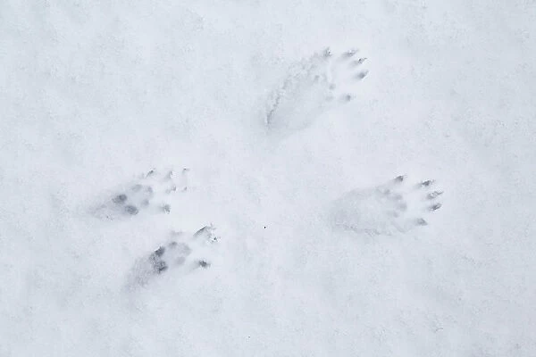 Red Squirrel (Sciurus vulgaris) foot prints in snow, Cairngorms National Park, Highlands