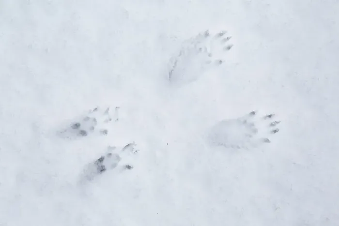 Framed Print : Red Squirrel (Sciurus vulgaris) foot prints in snow, Cairngorms National Park, Highlands Framed Print : Red Squirrel (Sciurus vulgaris) foot prints in snow, Cairngorms National Park, Highlands