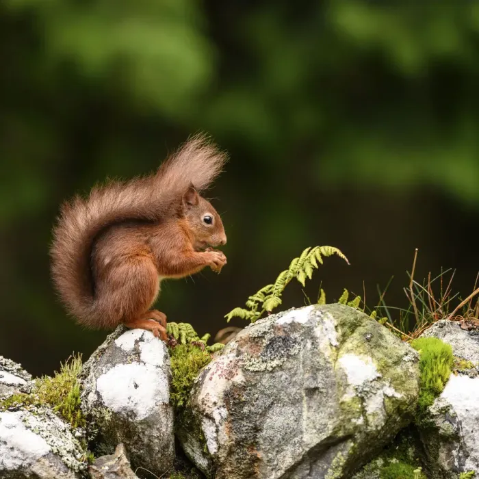 Framed Print : Red squirrel (Sciurus vulgaris) foraging on dry stone wall. Aigas Field Centre, Scottish Highlands. Scotland. October Framed Print : Red squirrel (Sciurus vulgaris) foraging on dry stone wall. Aigas Field Centre, Scottish Highlands. Scotland. October