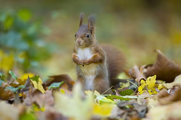 Red squirrel (Sciurus vulgaris) foraging on floor of woodland, in autumn, France
