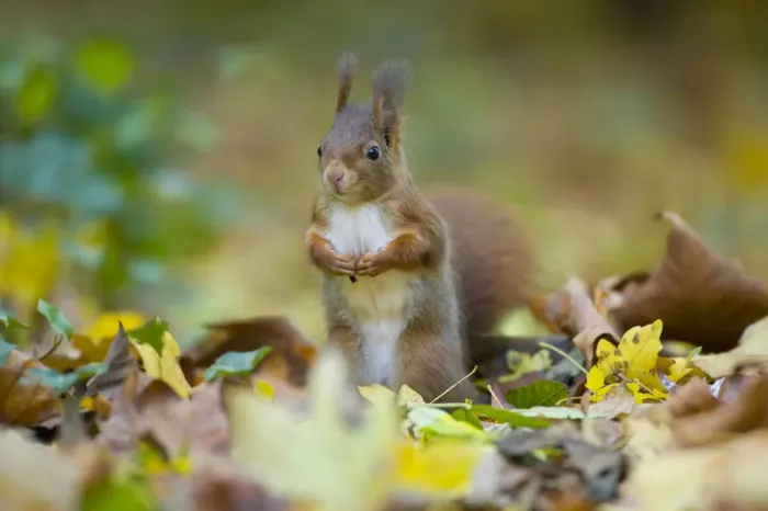 Framed Print : Red squirrel (Sciurus vulgaris) foraging on floor of woodland, in autumn, France Framed Print : Red squirrel (Sciurus vulgaris) foraging on floor of woodland, in autumn, France