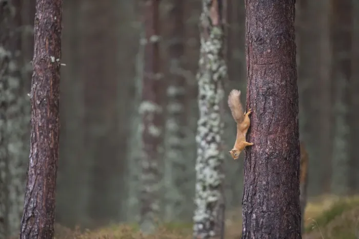 Framed Print : Red squirrel (Sciurus vulgaris) foraging in forest, climbing down tree trunk, Cairngorms Framed Print : Red squirrel (Sciurus vulgaris) foraging in forest, climbing down tree trunk, Cairngorms