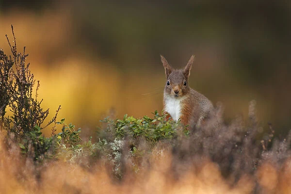 Red Squirrel (Sciurus vulgaris) foraging amongst heather as first light hits forest floor