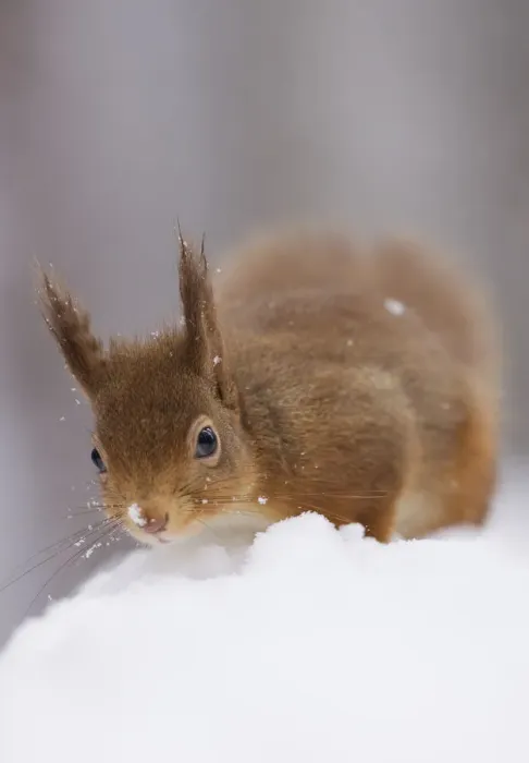 Framed Print : Red squirrel (Sciurus vulgaris) foraging in snow, Glenfeshie, Cairngorms NP, Scotland Framed Print : Red squirrel (Sciurus vulgaris) foraging in snow, Glenfeshie, Cairngorms NP, Scotland