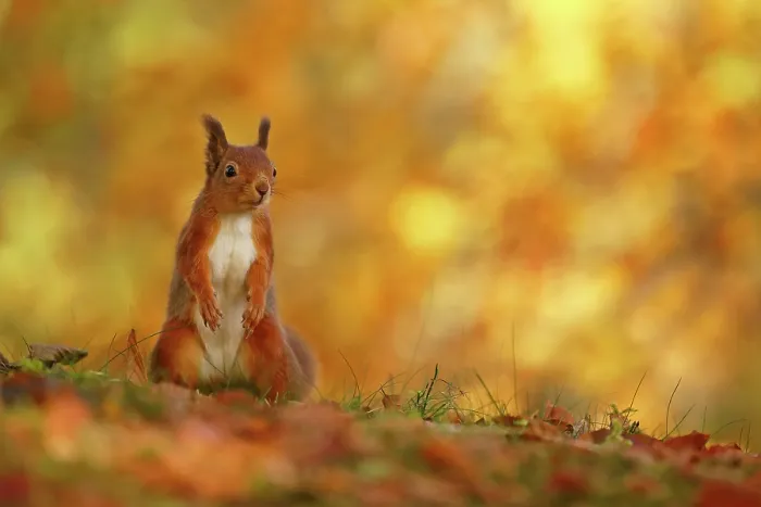 Framed Print : Red squirrel (Sciurus vulgaris) on forest floor with autumn leaves Highlands, Scotland, UK, October Framed Print : Red squirrel (Sciurus vulgaris) on forest floor with autumn leaves Highlands, Scotland, UK, October