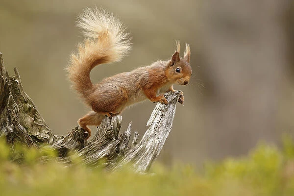 Red Squirrel (Sciurus vulgaris) on gnarled tree stump. Cairngorms National Park, Highlands