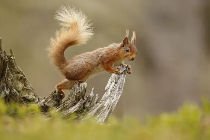 Framed Print : Red Squirrel (Sciurus vulgaris) on gnarled tree stump. Cairngorms National Park, Highlands Framed Print : Red Squirrel (Sciurus vulgaris) on gnarled tree stump. Cairngorms National Park, Highlands
