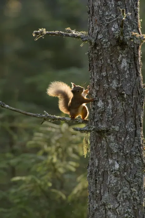 Framed Print : Red squirrel (Sciurus vulgaris) half way up Scots pine (Pinus sylvestris) Black Isle, Scotland, UK Framed Print : Red squirrel (Sciurus vulgaris) half way up Scots pine (Pinus sylvestris) Black Isle, Scotland, UK