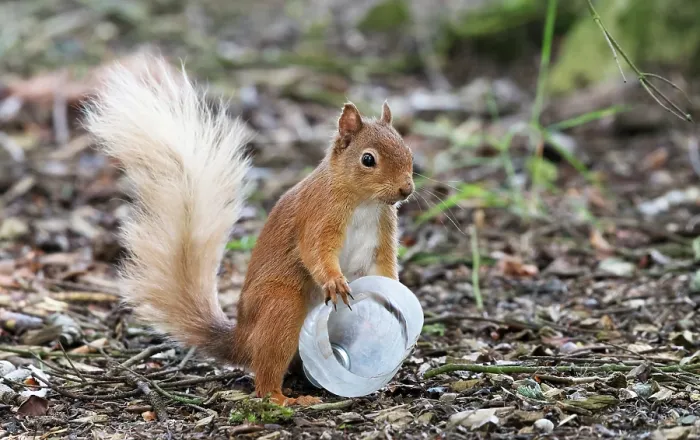 Framed Print : Red squirrel (Sciurus vulgaris) investigating a plastic bottle, Aviemore, Cairngorm National Park, Scotland, UK. July Framed Print : Red squirrel (Sciurus vulgaris) investigating a plastic bottle, Aviemore, Cairngorm National Park, Scotland, UK. July