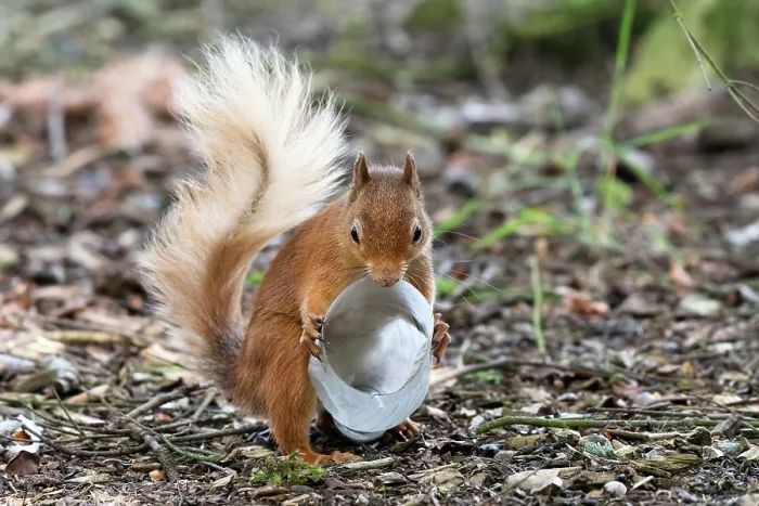 Framed Print : Red squirrel (Sciurus vulgaris) investigating a plastic bottle, Aviemore, Cairngorm National Park, Scotland, UK. July Framed Print : Red squirrel (Sciurus vulgaris) investigating a plastic bottle, Aviemore, Cairngorm National Park, Scotland, UK. July