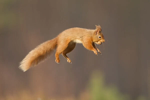 Red squirrel (Sciurus vulgaris) jumping, Cairngorms National Park, Scotland, March 2012