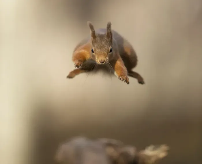 Framed Print : Red squirrel (Sciurus vulgaris) jumping towards camera. Scotland, UK. February Framed Print : Red squirrel (Sciurus vulgaris) jumping towards camera. Scotland, UK. February