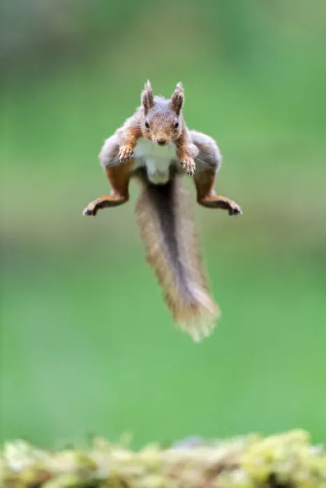 Framed Print : Red Squirrel (Sciurus vulgaris) jumping over moss covered rock, NorthYorkshire, UK. June, 2021 Framed Print : Red Squirrel (Sciurus vulgaris) jumping over moss covered rock, NorthYorkshire, UK. June, 2021
