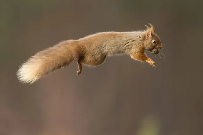 Framed Print : Red squirrel (Sciurus vulgaris) jumping with nut in mouth, Cairngorms National Park Framed Print : Red squirrel (Sciurus vulgaris) jumping with nut in mouth, Cairngorms National Park