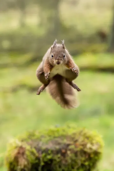 Framed Print : Red squirrel (Sciurus vulgaris) leaping, Hawes, Yorkshire, England, UK, December Framed Print : Red squirrel (Sciurus vulgaris) leaping, Hawes, Yorkshire, England, UK, December