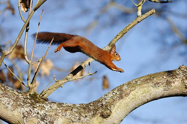 Red Squirrel (Sciurus vulgaris) leaping through Ash Tree in deciduous woodland, Berwickshire