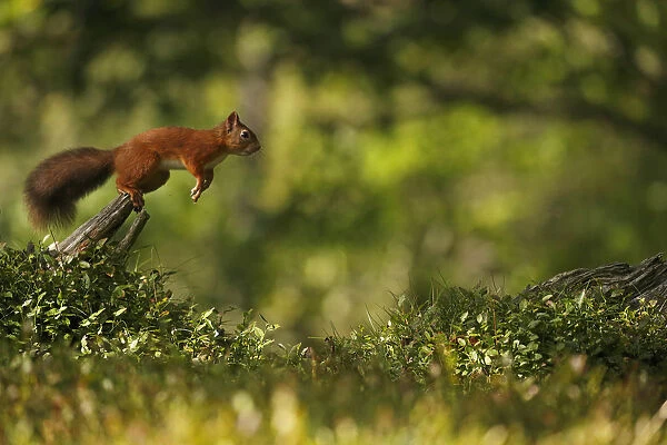 Red Squirrel (Sciurus vulgaris) leaping between tree stumps, Cairngorms National Park