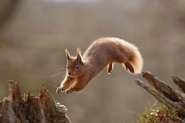 Red Squirrel (sciurus vulgaris) leaping between tree stumps, backlit in morning light