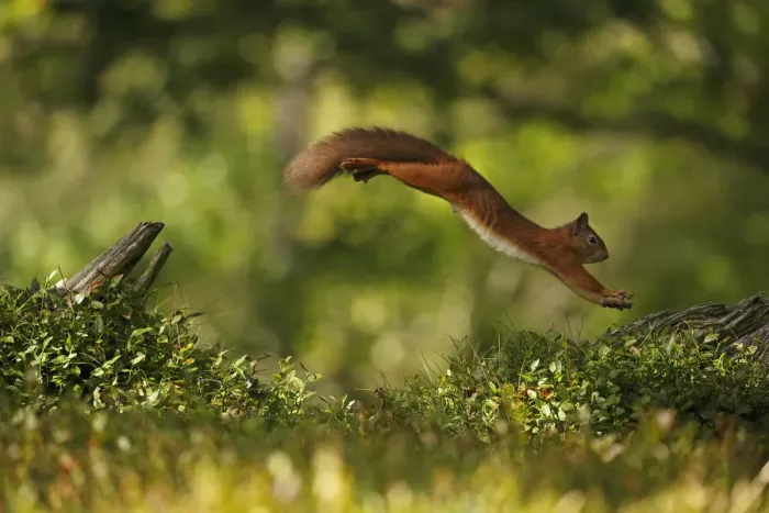 Framed Print : Red Squirrel (Sciurus vulgaris) leaping between tree stumps, Cairngorms National Park