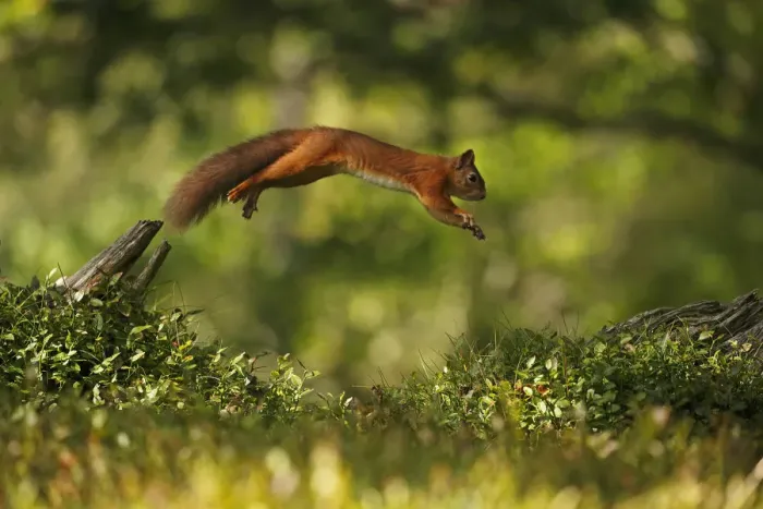 Framed Print : Red Squirrel (Sciurus vulgaris) leaping between tree stumps, Cairngorms National Park Framed Print : Red Squirrel (Sciurus vulgaris) leaping between tree stumps, Cairngorms National Park