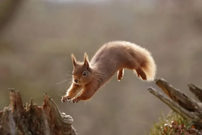 Framed Print : Red Squirrel (sciurus vulgaris) leaping between tree stumps, backlit in morning light Framed Print : Red Squirrel (sciurus vulgaris) leaping between tree stumps, backlit in morning light