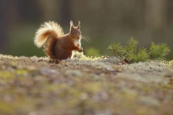 Red Squirrel (sciurus vulgaris) on lichen covered forest floor, Cairngorms National Park