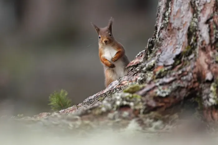 Framed Print : Red squirrel (Sciurus vulgaris) looking round pine tree, Cairngorms National Park Framed Print : Red squirrel (Sciurus vulgaris) looking round pine tree, Cairngorms National Park