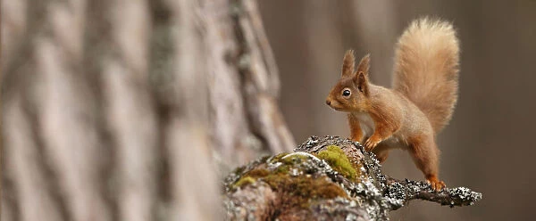 Red Squirrel (Sciurus vulgaris) in mature pine forest habitat, Cairngorms National Park