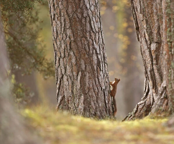 Red squirrel (Sciurus vulgaris) in mature pine forest habitat, Cairngorms National Park