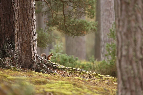 Red squirrel (Sciurus vulgaris) in mature pine forest habitat, Cairngorms National Park, Highlands, Scotland, UK