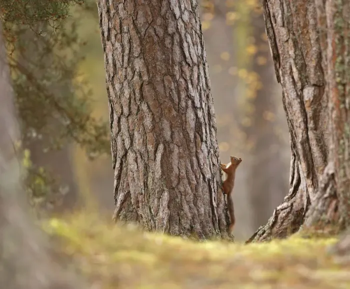 Framed Print : Red squirrel (Sciurus vulgaris) in mature pine forest habitat, Cairngorms National Park Framed Print : Red squirrel (Sciurus vulgaris) in mature pine forest habitat, Cairngorms National Park