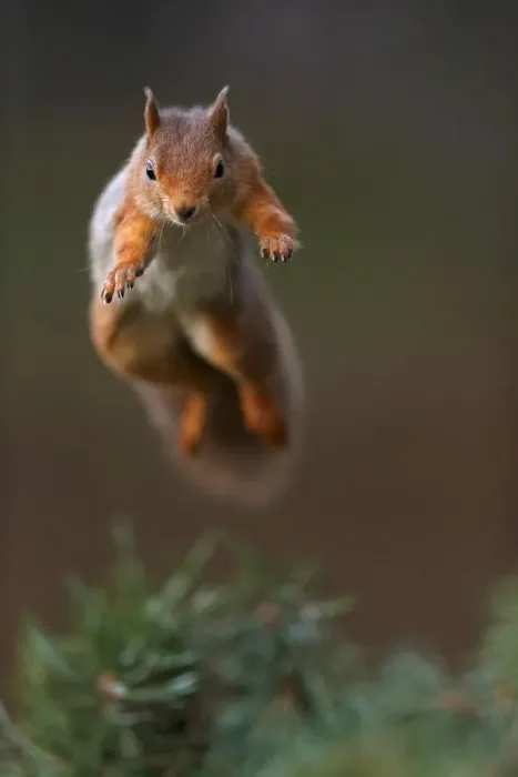Framed Print : Red Squirrel (Sciurus vulgaris) in mid leap, the Cairngorms National Park, Highlands Framed Print : Red Squirrel (Sciurus vulgaris) in mid leap, the Cairngorms National Park, Highlands