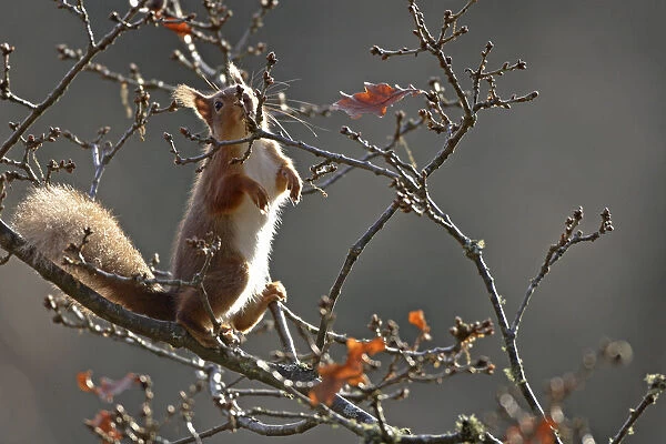 Red Squirrel (Sciurus vulgaris) nibbling on oak buds, Cairngorms National Park, Highlands